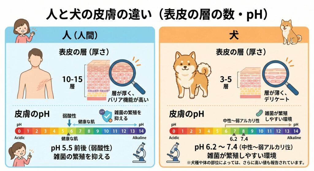 人間の皮膚と犬の皮膚の層を比べた図解
