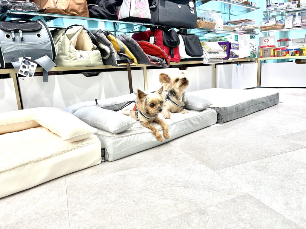 店内でロイヤルベッドに寝そべる愛犬とそれを見守る飼い主様