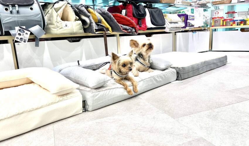 購入前に犬のベッドを試せる。アンベルソ正規取扱店のお試し会と、ご自宅でのお試し