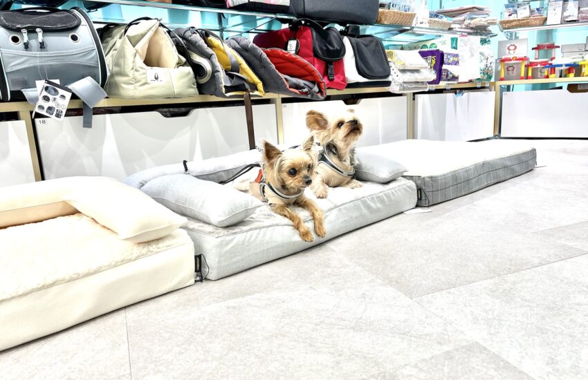 購入前に犬のベッドを試せる。アンベルソ正規取扱店のお試し会と、ご自宅でのお試し