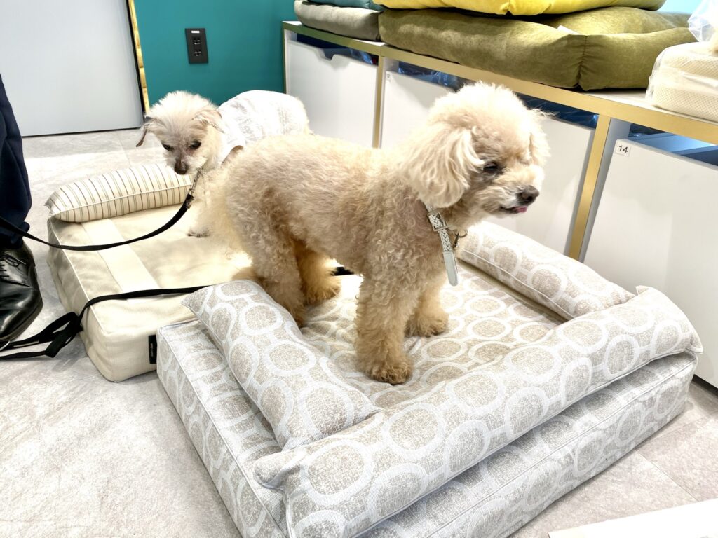 ロイヤルベッドをお試ししている愛犬たち