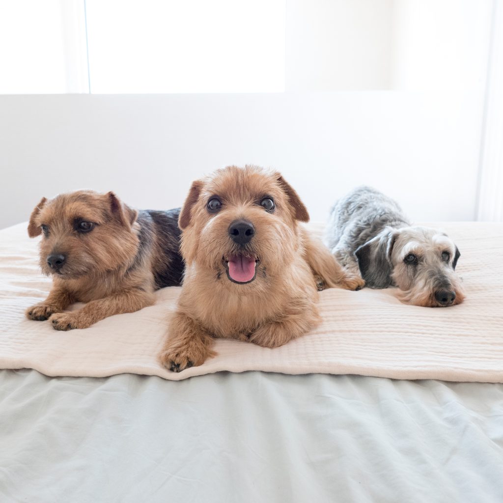 愛犬とのかけがえのない暮らしについてアンベルソの創業者である山本健一が犬ベッドのブランドの原点を語ります