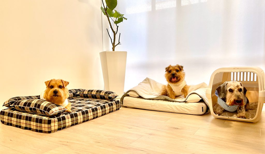 アンベルソのロイヤルベッドを犬が試すペット同伴オフィスの商品開発風景