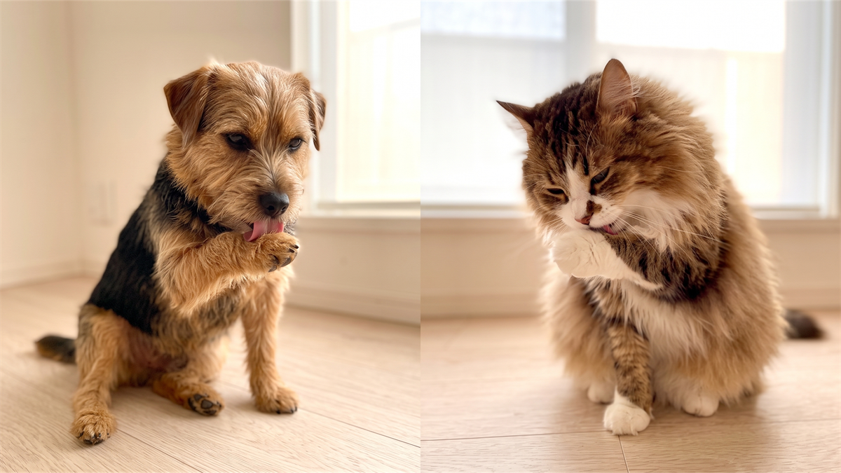 犬が被毛を舐める様子と猫の毛づくろいを並べたイメージ