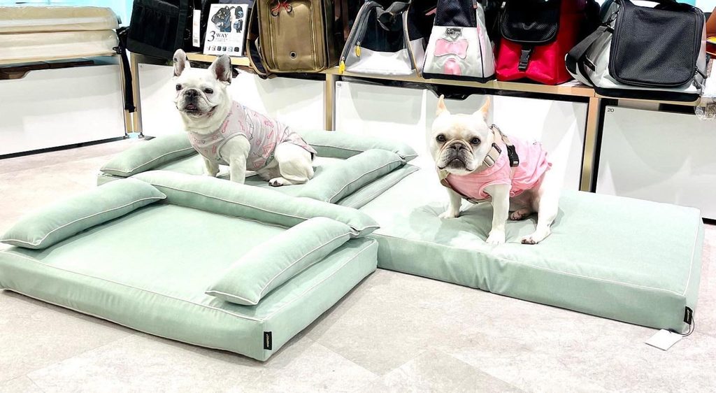 日本橋三越本店でアンベルソのロイヤルベッドを試す愛犬