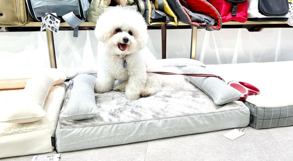 秋の日本橋三越本店でアンベルソのロイヤルベッドを試す愛犬と飼い主様